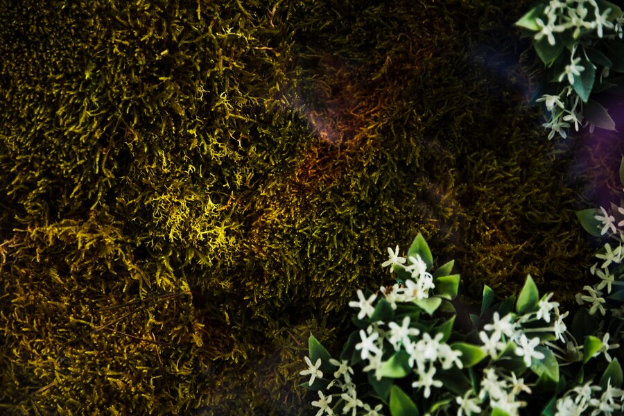 Matériel naturel, mouse végétale pour commencer une creche